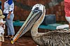 brauner pelikan - galapagos inseln - (c) r pattke.jpg